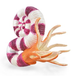 COLLECTA Pravitoceras - L