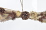 DKD Home Decor Decoración Colgante Flor Seca PUE Surtido de 2 Unidades