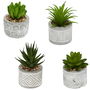 Home Deco Factory Little Garden Planta Carnosa Artificial en Maceta de Cemento Decorada Medidas d.5,5 cm; h.10 cm