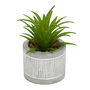 Home Deco Factory Little Garden Planta Carnosa Artificial en Maceta de Cemento Decorada Medidas d.5,5 cm; h.10 cm