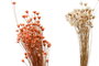 DKD Home Decor Ramo de Flores Secas Surtido de 3 Colores