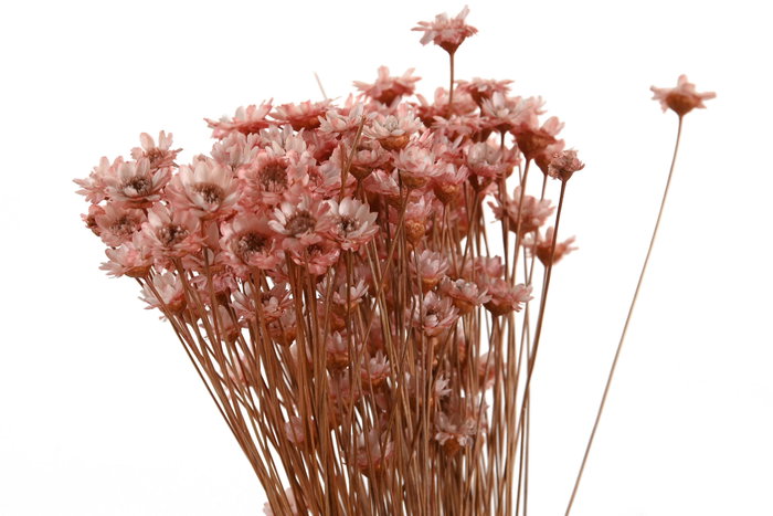 DKD Home Decor Ramo de Flores Secas Surtido de 3 Colores