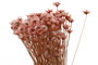 DKD Home Decor Ramo de Flores Secas Surtido de 3 Colores