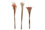 DKD Home Decor Ramo de Flores Secas Surtido de 3 Colores