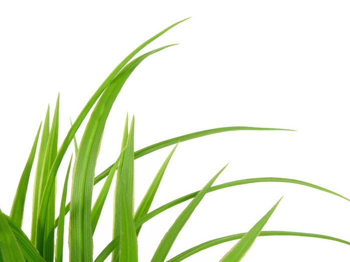 Ibergarden Maceta Alta Plantas Gris/Verde Surtido Plástico 14 x 47.5 x 14 cm (Set de 6)