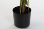 DKD Home Decor Palmera Verde PVC PP 40x50x70 cm