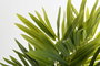 DKD Home Decor Palmera Verde PVC PP 40x50x70 cm
