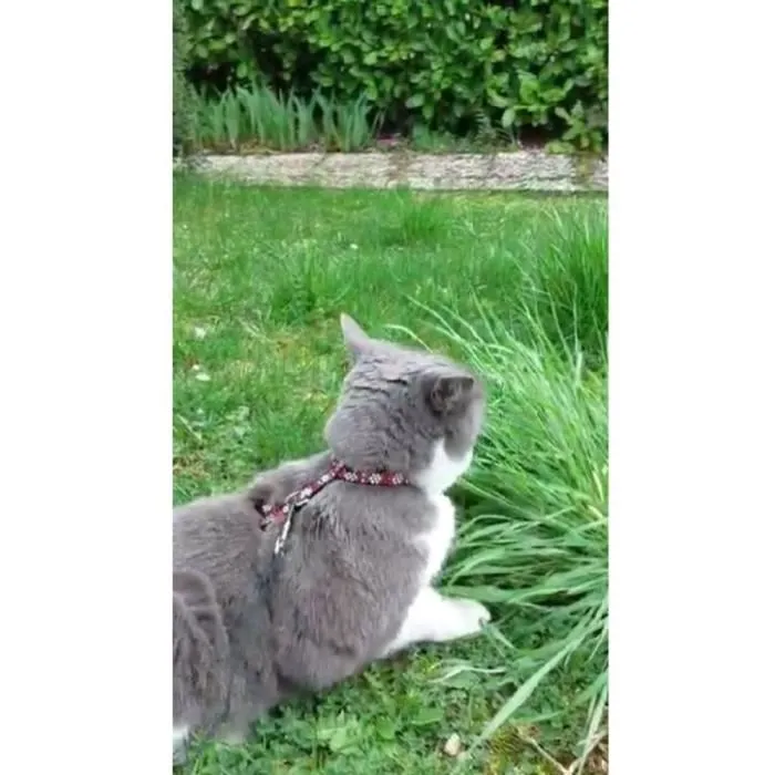 AIMÉ Arnés y Correa Reflectante Rojo para Gatos AIM3281019020594 AIMÉ Arnés y Correa Reflectante Rojo para Gatos AIM3281019020594