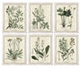 Cuadro Home ESPRIT Shabby Chic Plantas botánicas 40 x 1,5 x 50 cm (6 Unidades)