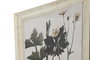 Cuadro Home ESPRIT Shabby Chic Plantas botánicas 40 x 1,5 x 50 cm (6 Unidades)