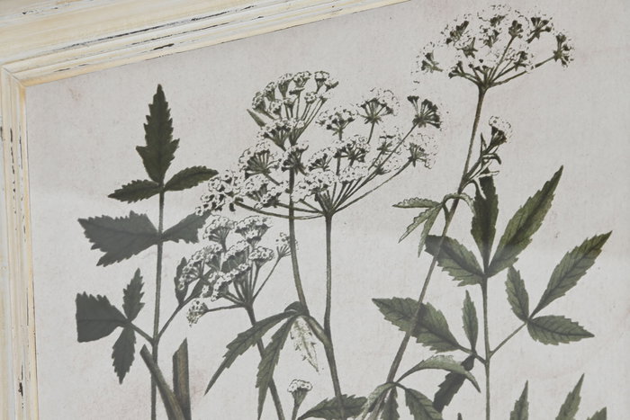 Cuadro Home ESPRIT Shabby Chic Plantas botánicas 40 x 1,5 x 50 cm (6 Unidades)
