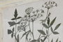 Cuadro Home ESPRIT Shabby Chic Plantas botánicas 40 x 1,5 x 50 cm (6 Unidades)
