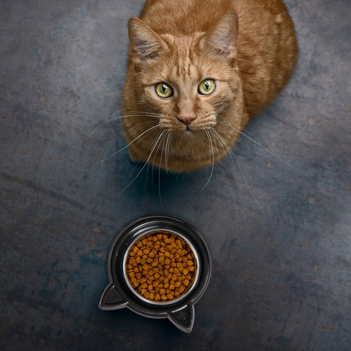 The Concept Factory Comedero Gato Forma Cabeza Gato Diámetro 14 cm Medidas 13.5x16 cm