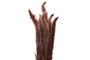 DKD Home Decor Set de 6 Flores Secas con Junco, Surtido de 2, 65 cm