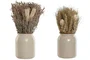 DKD Home Decor Set de 2 Plantas de Flor Seca (13x13x25 cm)
