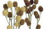DKD Home Decor Rama de Metal y PE 20x20x49 cm Surtido de 2