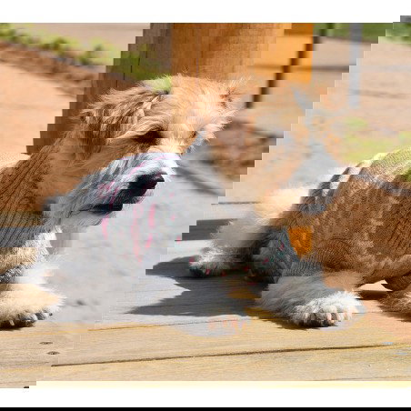 Nayeco Jersey Betty 35 cm Jersey de Punto para Perro con Lujo y Corazones Rosas Ajustable con Ojal para Correa