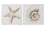 DKD Home Decor Cuadro Lienzo 60x60 Caracola Estrella Surtido de 2 (Pack de 4)