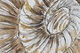 DKD Home Decor Cuadro Lienzo 60x60 Caracola Estrella Surtido de 2 (Pack de 4)