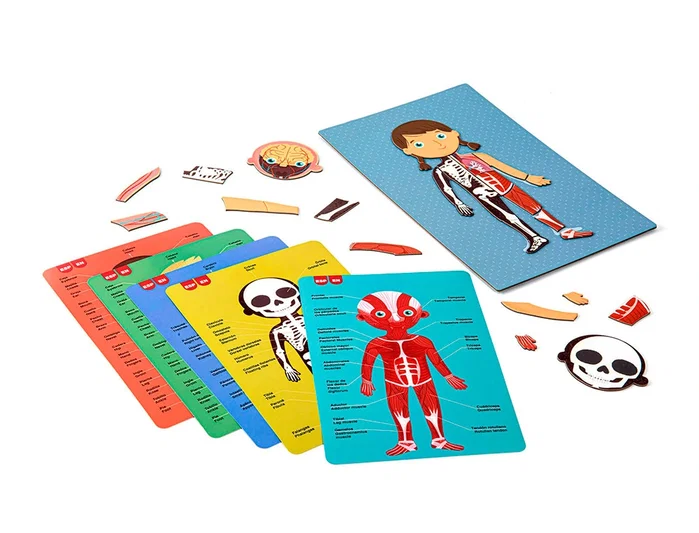 APLI Juego Magnético Educativo El Cuerpo Humano con 63 Imanes y 15 Fichas