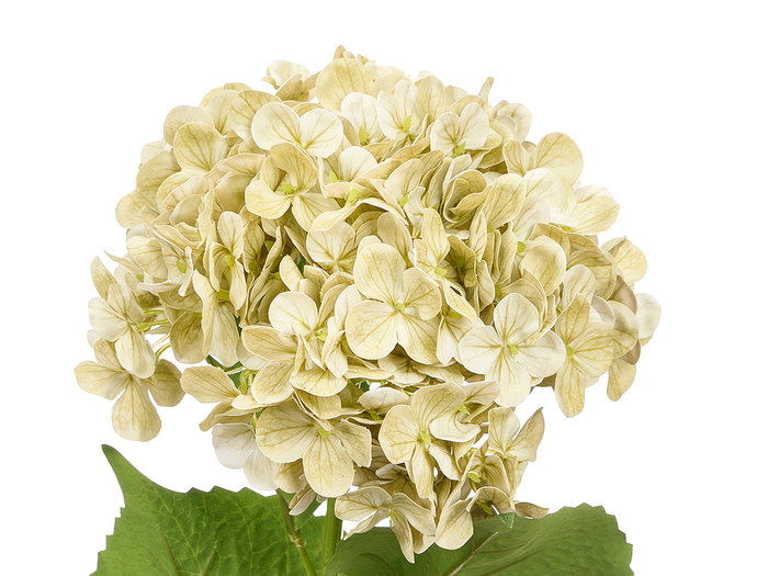 Ibergarden Rama Flores Verde Plástico 62x19x15 cm Decoración Artificial (Set de 12)