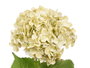 Ibergarden Rama Flores Verde Plástico 62x19x15 cm Decoración Artificial (Set de 12)