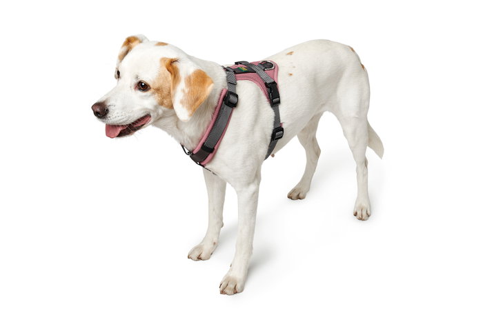 Arnés para Perro Hunter Maldon Up Rosa 38-62 cm Arnés para Perro Hunter Maldon Up Rosa 38-62 cm