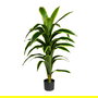 Planta Dracaena Verde Artificial Jardín 70 X 70 X 120 cm