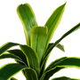 Planta Dracaena Verde Artificial Jardín 70 X 70 X 120 cm