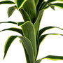 Planta Dracaena Verde Artificial Jardín 70 X 70 X 120 cm
