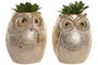 DKD Home Decor Planta Resina Búho Surtido de 2 Piezas Dorado y Verde