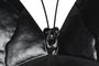 DKD Home Decor Decoración de Pared Metal Mariposa Surtido