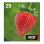 Epson Strawberry Multipack 29 EasyMail 4 Colores T2986