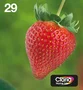 Epson Strawberry Multipack 29 EasyMail 4 Colores T2986
