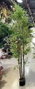 DKD Home Decor Planta de Bambú Verde PE 21x21,5x155 cm
