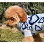 Nayeco Jersey Punto Pop Love para Perros, Azul, 50 cm