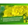 BHS AUC3366670500330 Mostaza Blanca Fertilizante 500g | Cubre 100 m² | Mejora y Desinfecta Suelos para Mayor Fertilidad