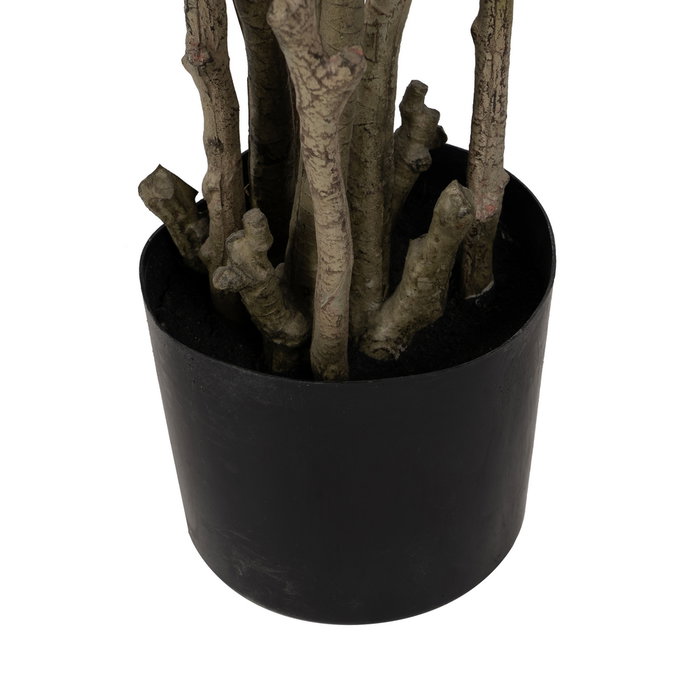 Planta Croton Rojo Goma Decoración 150 cm