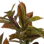 Ixia Planta Croton Rojo Goma Decoración 150 cm