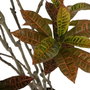 Ixia Planta Croton Rojo Goma Decoración 150 cm