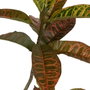 Ixia Planta Croton Rojo Goma Decoración 150 cm