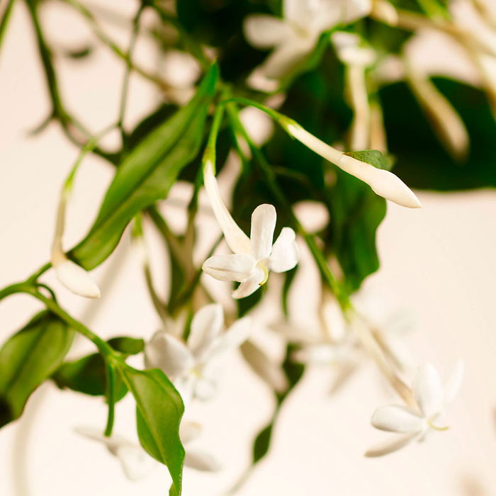 Rituals Private Collection Sweet Jasmine Ambientador para el Hogar 200 ml