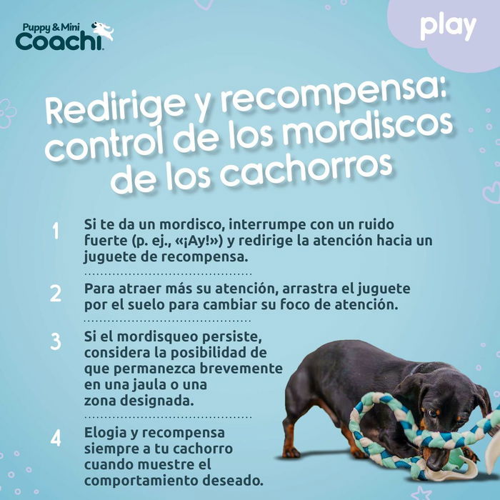 Arnés para Perro Coachi