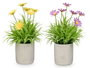 IBERGARDEN Maceta Cemento Cuadrados Margaritas Surtido 4 Colores
