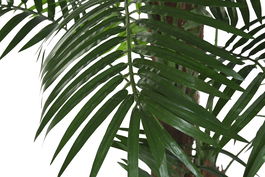 DKD Home Decor Planta Tropical Verde Marron 80 x 165 x 80 cm (2 Unidades) PE Fibra