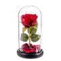 Caison Rosa Roja Eterna con Leds en Cúpula de Cristal 20 cm