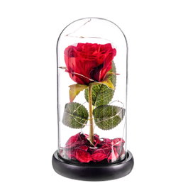 Caison Rosa roja eterna con LEDs y cúpula de cristal 20 cm