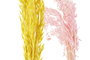 DKD Home Decor Rama Flor Seca con Avena Surtida 8x3x63 cm