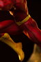 DC Comics Estatua 1/10 Art Scale Flash 25 cm