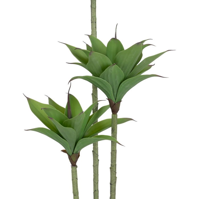 Ixia Planta Desierto Verde de 150 cm